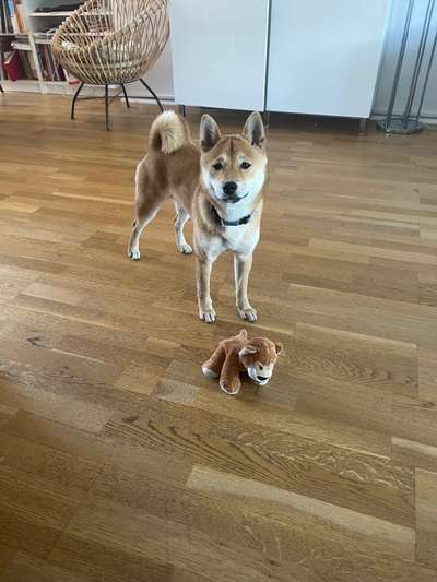 Shiba Inu und andere japanische Rassen!-Beitrag-Bild