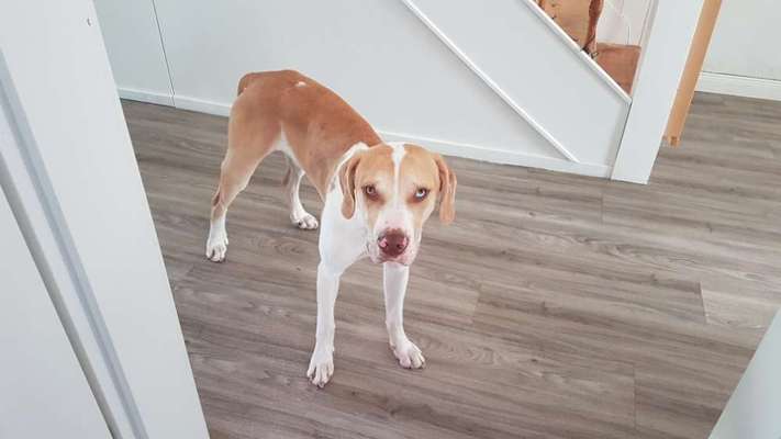 Seltene Rassen!-Beitrag-Bild