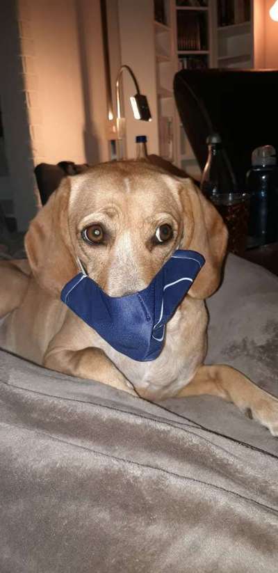 Hier ist der Spaßthread. Zum Schmunzeln und Kaputtlachen-Beitrag-Bild