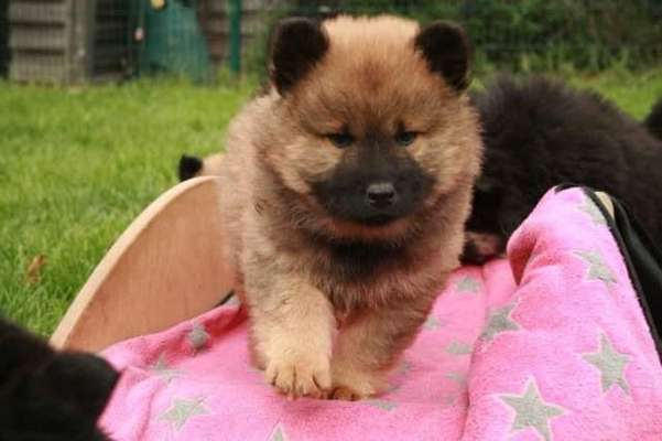 Dogorama Photo Challenge - Hundeblick zum hinschmelzen-Beitrag-Bild