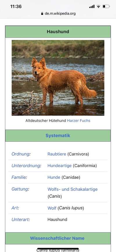 "Sozialisierung" von Dieter Paul Hundetrainer-Beitrag-Bild