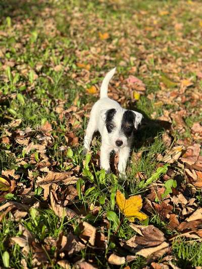 Hundetreffen-Welpentreff-Bild