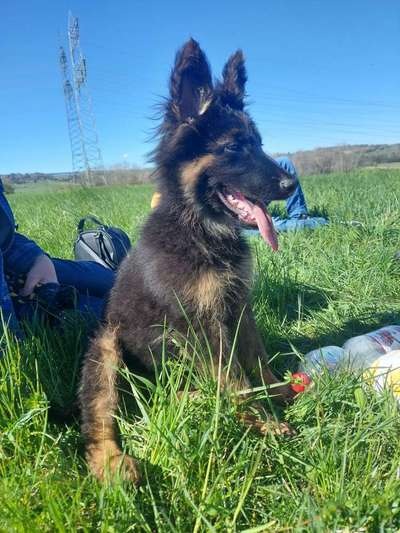 Auslandstierschutz-Beitrag-Bild