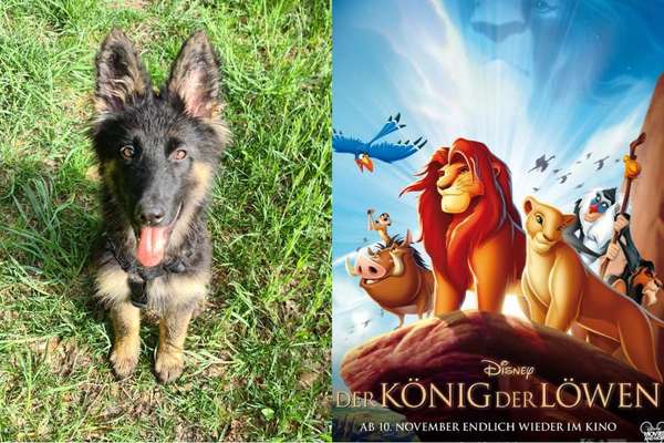 Wie heißt dein Hund?-Beitrag-Bild