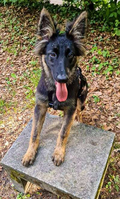 Schäferhund-Beitrag-Bild