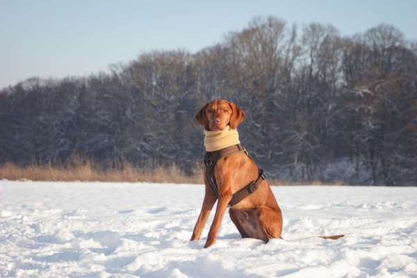 Magyar Vizsla-Beitrag-Bild