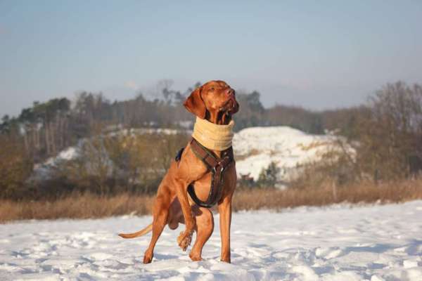 Magyar Vizsla-Beitrag-Bild