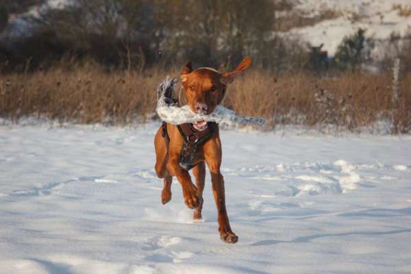 Magyar Vizsla-Beitrag-Bild