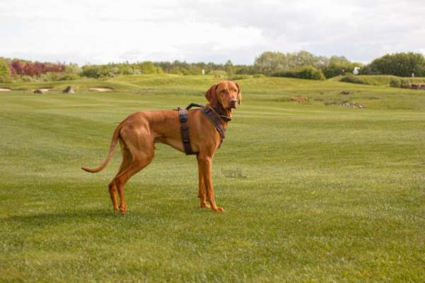 Sind hier Deutsch Kurzhaar/ Jagdhunde?-Beitrag-Bild