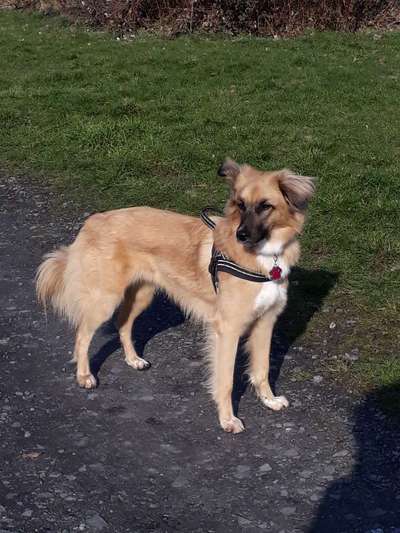 Windhunde - Treffen der besonderen Schönheiten
HERZLICH WILLKOMMEN-Beitrag-Bild