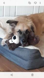 Unsere Fellnasen im Regenbogenland-Beitrag-Bild