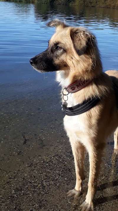 Dogorama Photo Challenge - Tierischer Urlaub-Beitrag-Bild