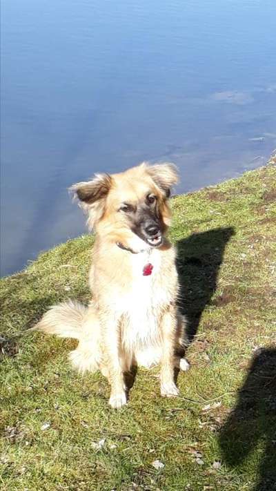 Challenge 23 : "  Euer Hund beim Frühlingserwachen "-Beitrag-Bild