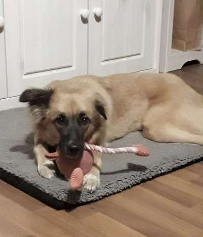 Zeigt her euer Lieblingsspielzeug-Beitrag-Bild