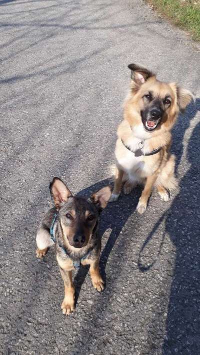 Mischlingshunde Foto Aufruf-Beitrag-Bild