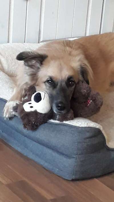 Mischlingshunde Foto Aufruf-Beitrag-Bild