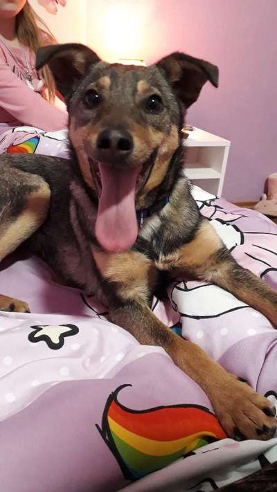 Wie heißt dein Hund?-Beitrag-Bild