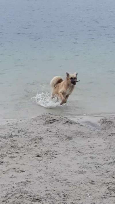 Dogorama-Monats-Challenge-Mai "Wasser"-Beitrag-Bild