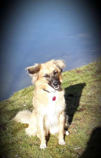 Die Dogorama Kalender Challenge 4/4-Beitrag-Bild