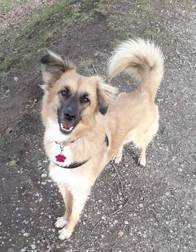 Mischlingshunde Foto Aufruf-Beitrag-Bild