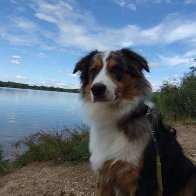 Hundetreffen-Treffen zum Training/Gassi-Bild