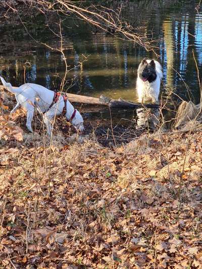 zeigt eure Hunde mit Ihren Frühlingsgefühlen:)-Beitrag-Bild