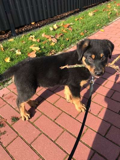 Welpen Bilder !-Beitrag-Bild