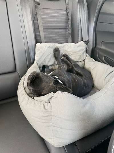 Die Dogorama Wochen Challenge-Beitrag-Bild