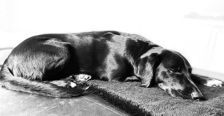 Foto-Challenge 76: Foto in Schwarz-Weiss-Beitrag-Bild