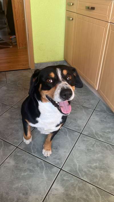 Berner Sennen-Beitrag-Bild