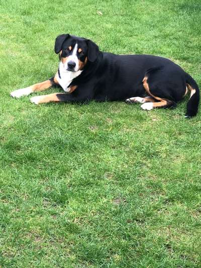 Berner Sennen-Beitrag-Bild