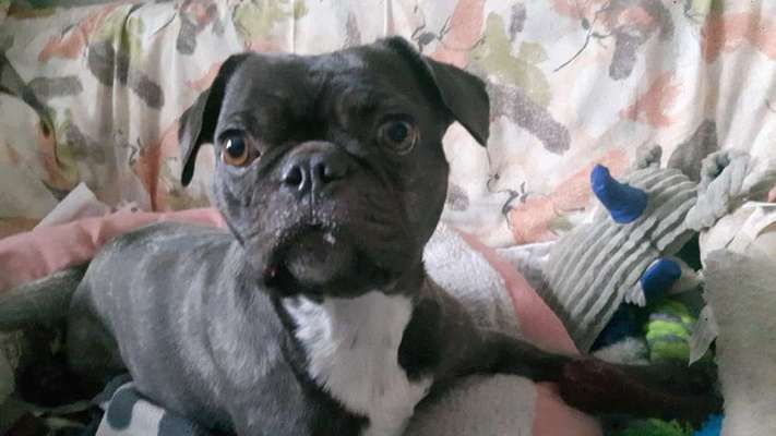 Französische Bulldoggen-Beitrag-Bild