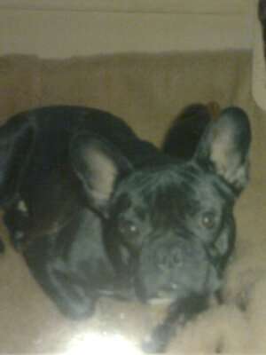 Französische Bulldoggen-Beitrag-Bild