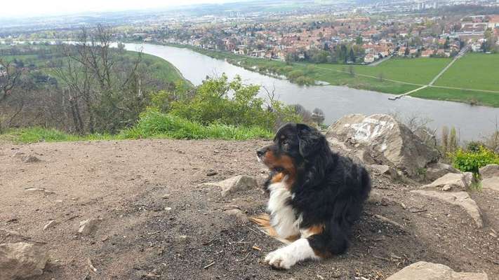 Die Dogorama Kalender Challenge 4/4-Beitrag-Bild