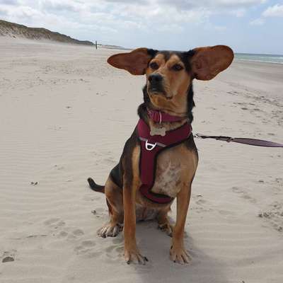 Hundetreffen-Abendrunde