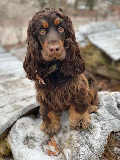 Englisch Cocker Spaniel-Beitrag-Bild
