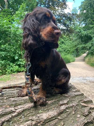 Englisch Cocker Spaniel-Beitrag-Bild