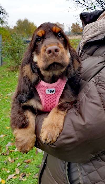 Welpen Bilder !-Beitrag-Bild