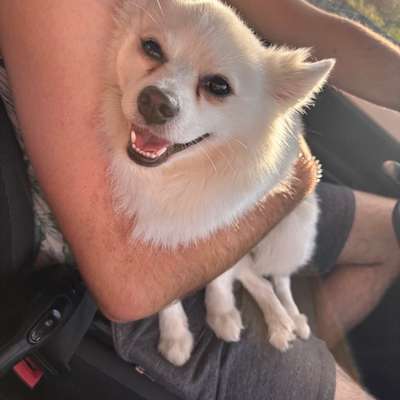 Japan-Spitz-Beitrag-Bild