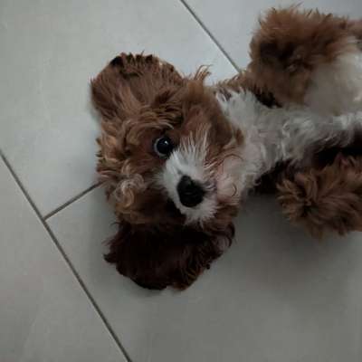 cavapoos-Beitrag-Bild