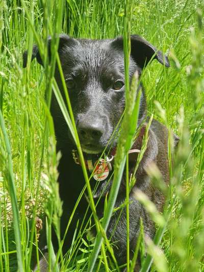 Die Dogorama Monats Challenge "Es grünt und blüht"-Beitrag-Bild