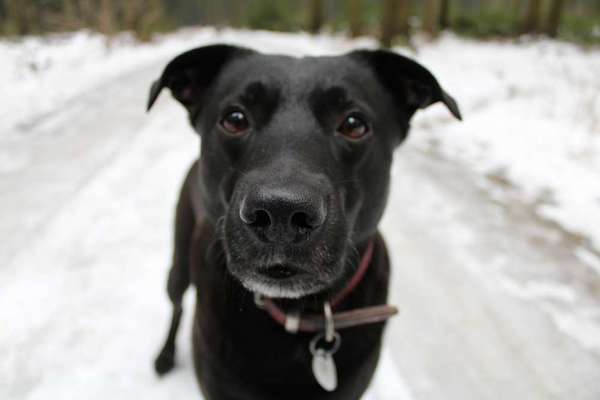 Dogorama Photo Challenge - Hundeblick zum hinschmelzen-Beitrag-Bild