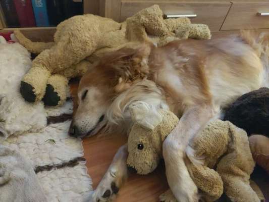 Dogorama Photo Challenge - Lieblingsspielzeug!-Beitrag-Bild