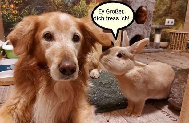 Wie kommt euer Hund mit euren anderen Haustieren zurecht?-Beitrag-Bild