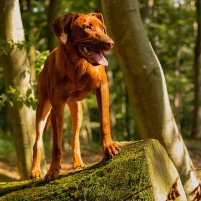 Hundetreffen-Spaziergang Zwätzen