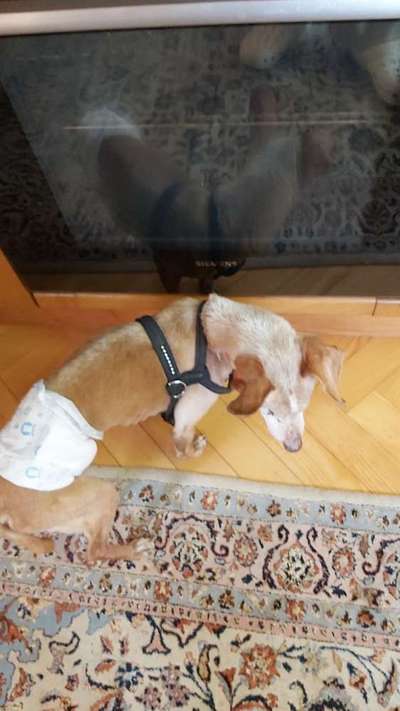 Inkontinenz Rüde- Windeln?-Beitrag-Bild