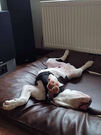 Zeigt mir die lustigsten Schlafpositionen eurer Fellnasen-Beitrag-Bild