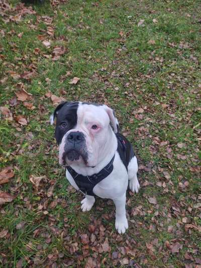 Reinrassige Hunde?-Beitrag-Bild