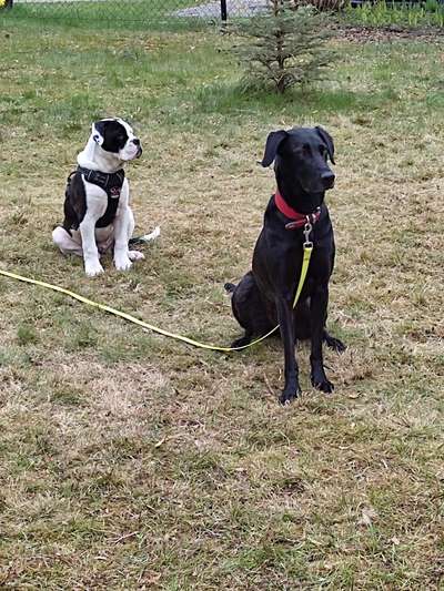 Bester Freund, Hundekumpel - zeigt her!-Beitrag-Bild