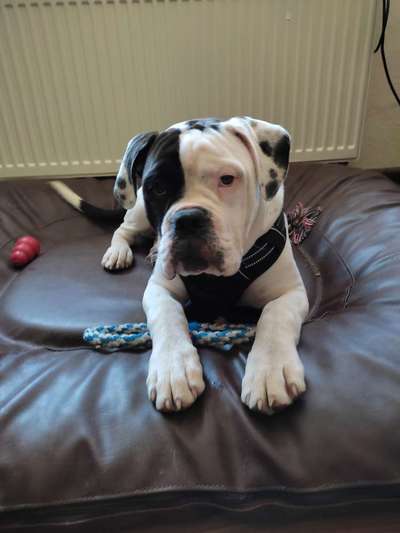 Wo sind meine AMERICAN BULLDOGS?-Beitrag-Bild